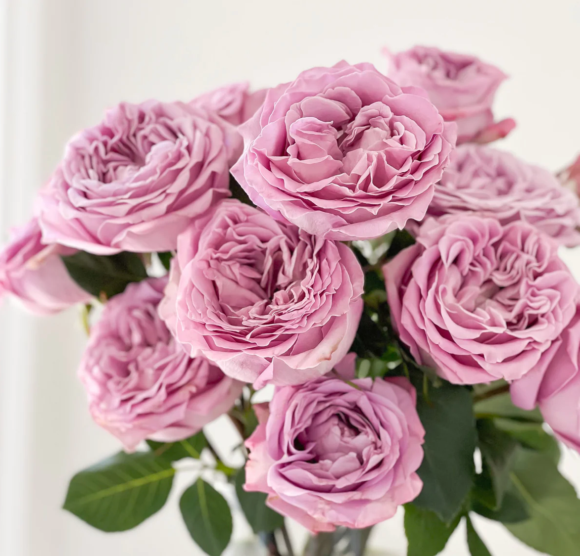Lavender Love Roses
